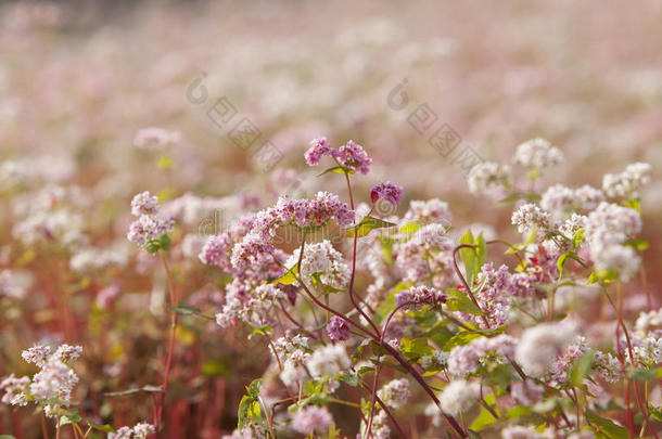 关闭紫荞麦(越南的TamGiacMach)花