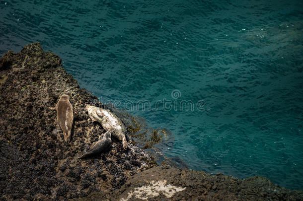 加州海洋野生动物港海豹