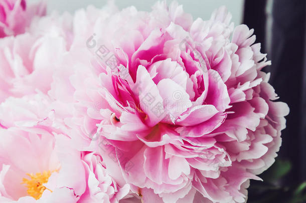 美丽的新鲜粉红色牡丹花宏。 花卉背景。 开花的时间。 美容和水疗。 情感情感概念