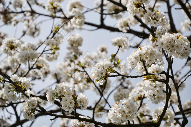 春天<strong>樱花</strong>枝盛开的花朵。 场的浅深度。 阳光明媚的日子里<strong>樱花</strong>的细<strong>节</strong>