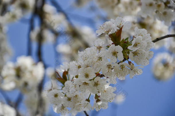 春天樱花枝盛开的花朵。 场的浅深度。 阳光明媚的日子里樱花的细节
