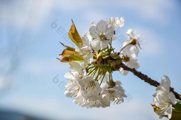 春天<strong>樱花</strong>枝盛开的花朵。 场的浅深度。 阳光明媚的日子里<strong>樱花</strong>的细节