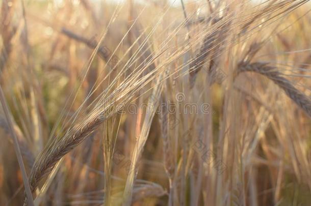 日落时收获大麦的田野。 金色麦田的特写。