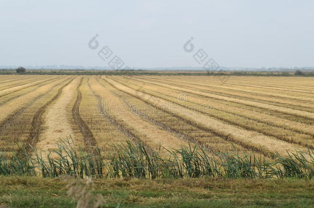 田间水稻收获开始了。