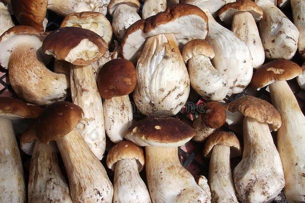 新鲜蘑菇牛肝菌背景。 秋天的蘑菇