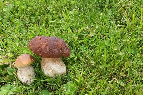 新鲜蘑菇放在草地上。 秋天的蘑菇