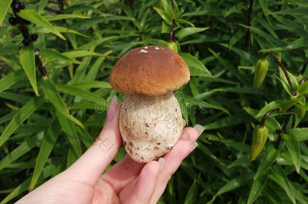 新鲜蘑菇牛肝菌在手。 秋天的蘑菇