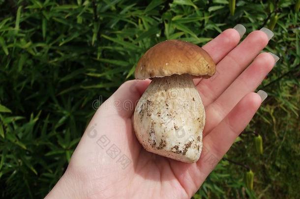 新鲜蘑菇牛肝菌在手。 秋天的蘑菇