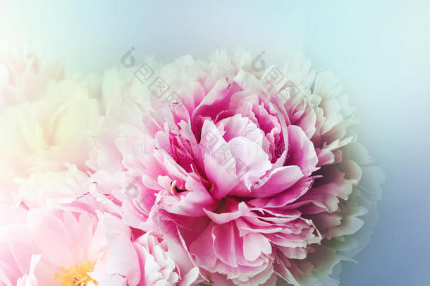 花卉壁纸，背景从花瓣。 趋势颜色粉红色和蓝色。 牡丹，牡丹，玫瑰花。 布卢姆