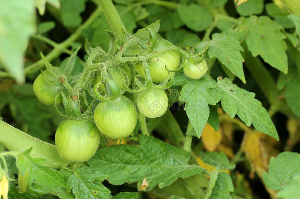 绿色西红柿。 农业理念，绿色食品背景