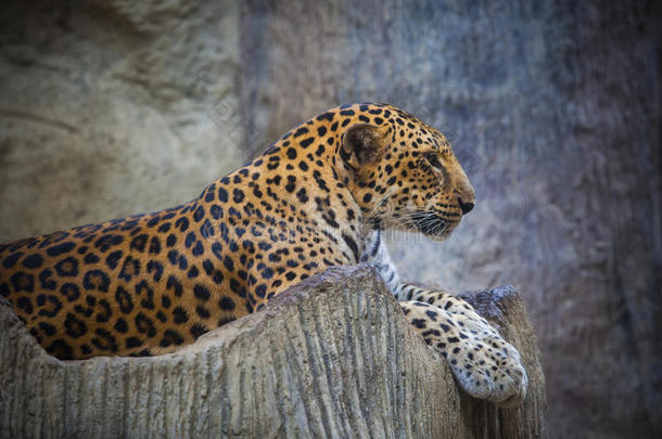 靠近侧视面的危险愤怒的豹子躺在岩石上