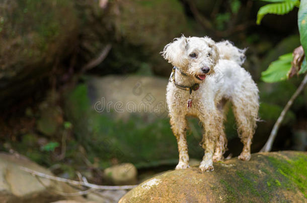 白贵宾犬