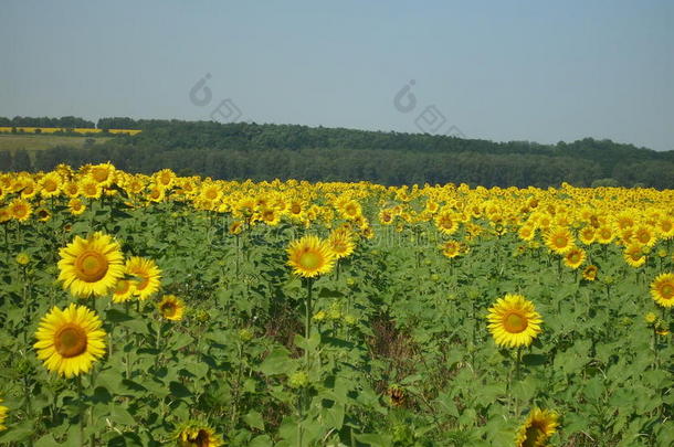 夏季景观