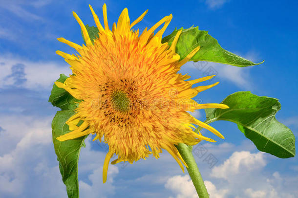 花图片装饰向日葵在蓝天背景
