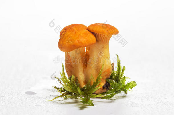 白色背景上的红蘑菇