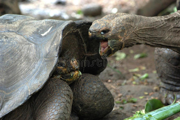 巨型乌龟打架，加拉帕戈斯