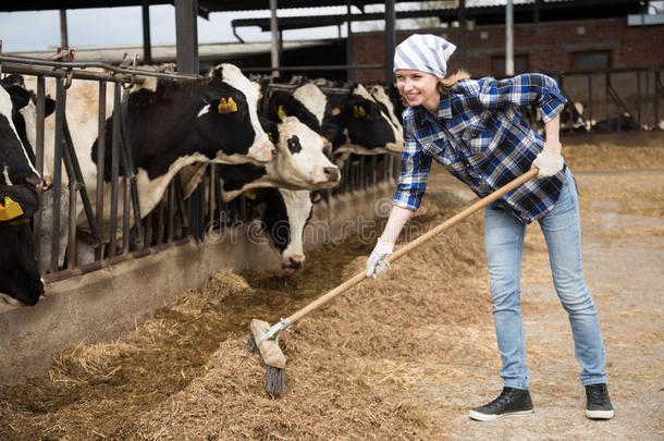 欢快的牛仔女郎在农场的奶牛场和挤奶牛群一起工作