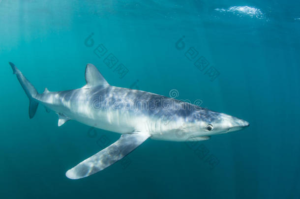 蓝鲨在阳光下的水域游泳