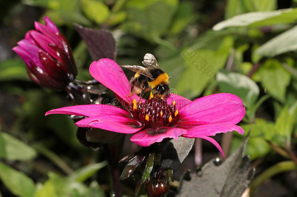 粉红花上的大黄蜂