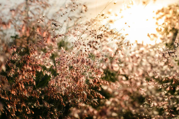 花草在放松的早晨时间与温暖的色调复古