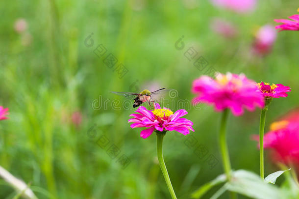 花园里的蝴蝶飞向花园里的许多花朵，五彩缤纷的花园里美丽的蝴蝶或<strong>昆虫</strong>农场，动物或<strong>昆虫</strong>