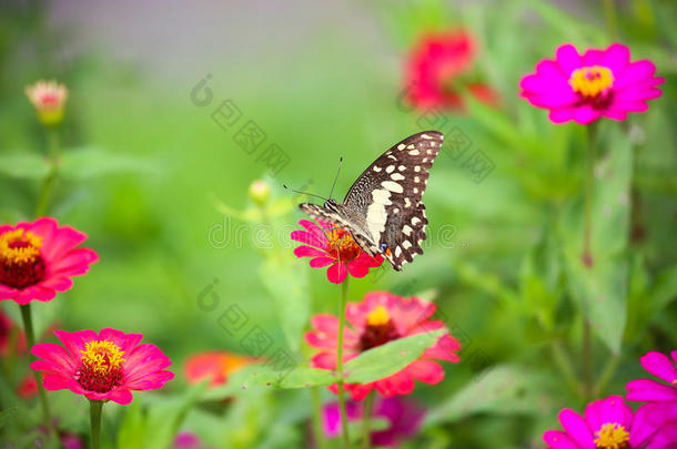 花园里的蝴蝶飞向花园里的许多花朵，五彩缤纷的花园里美丽的蝴蝶或昆虫农场，动物或昆虫