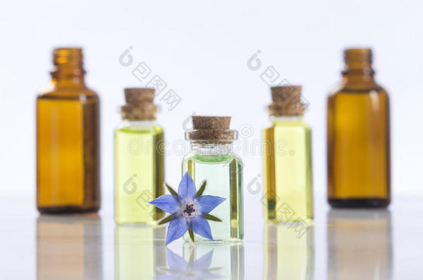 琉璃苣精油和药用花卉