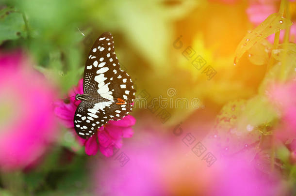 花园里的蝴蝶飞向花园里的许多花朵，五彩缤纷的花园里美丽的蝴蝶或昆虫农场，动物或昆虫