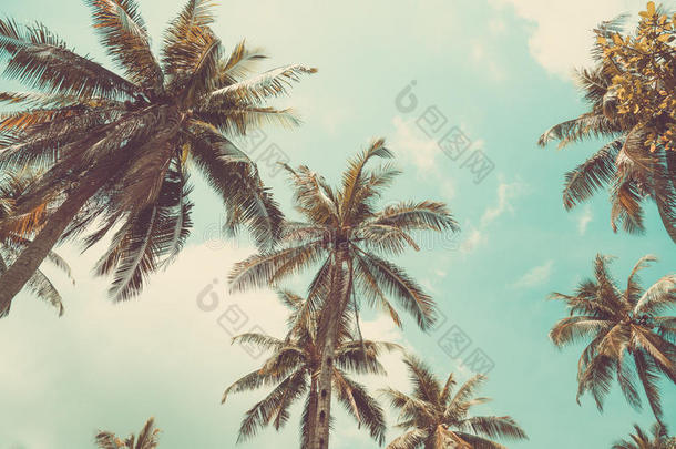 岛上的椰子树和天空。