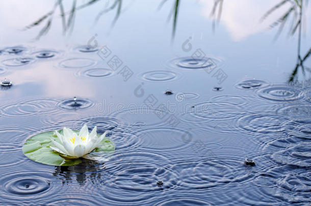 美丽的白色睡莲在雨中