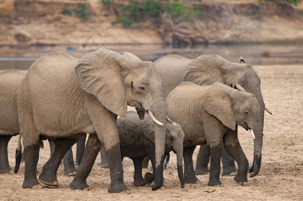 一群大象在河边喝酒后。