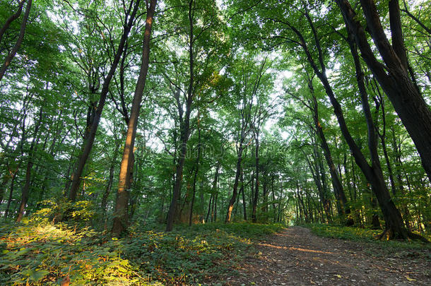 森林路径夏林与绿叶路径通过夏季森林树木树林。 森林里的阳光。 夏天的自然。 恩维