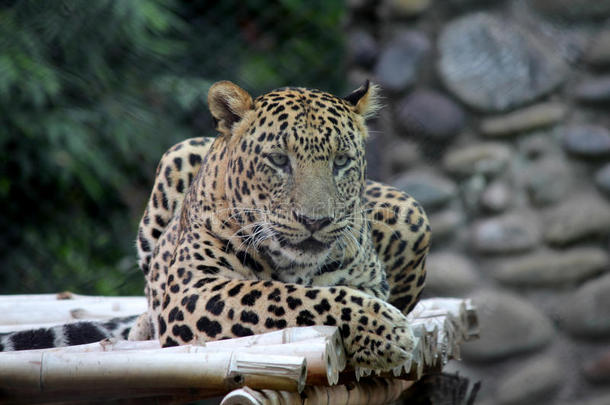 动物大猫昌迪加尔豹子哺乳动物