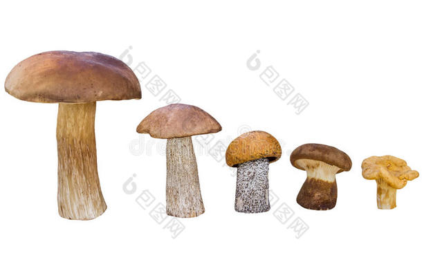 不同的蘑菇按降序排列(CEP、棕色帽牛肝菌、橙皮牛肝菌、帕西尔菌、香菜)