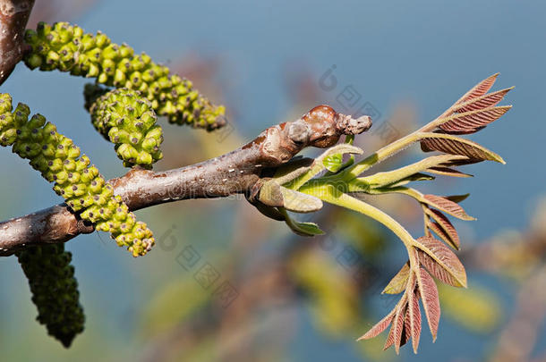 核桃开花枝