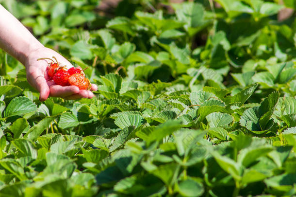 在菜园菜园里的种植园里摘草莓