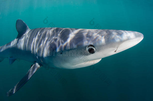 阳光明媚的水域里的蓝鲨