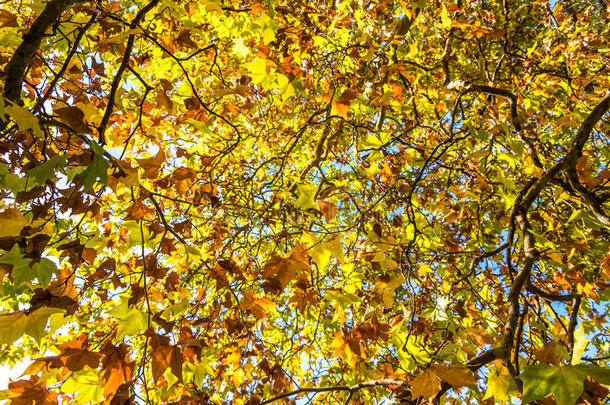 秋天的叶子背景。 黄色的叶子纹理