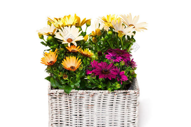 美丽的花束，五颜六色的雏菊花在篮子里隔离