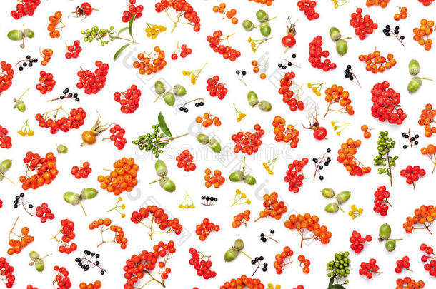 秋季图案从罗湾，橡子，花卉和各种水果分离在白色背景顶部的景观。 平躺造型。