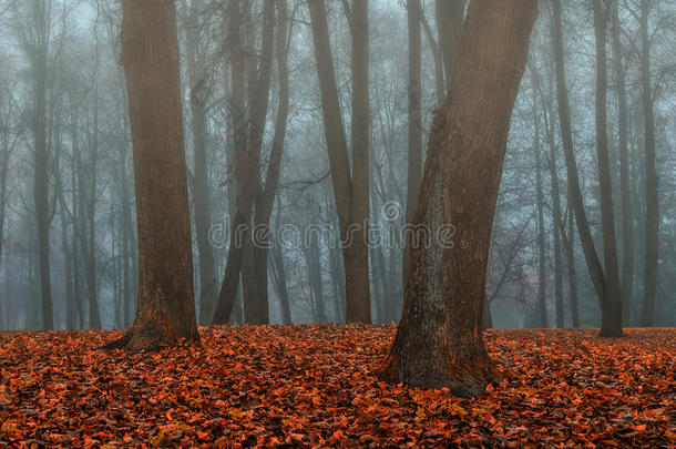 秋天公园在<strong>浓</strong>雾</strong>中-秋天的景观与秋天的树木和橙色的落叶。