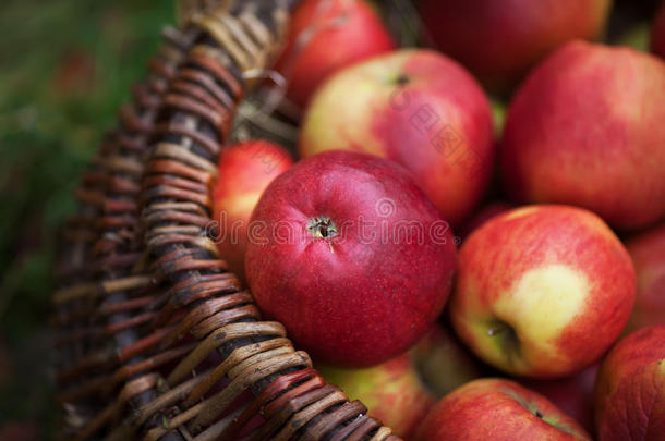 新鲜收获的苹果。 秋天的园艺。 感恩节。