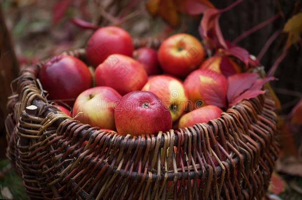 新鲜收获的苹果。 秋天的园艺。 感恩节。