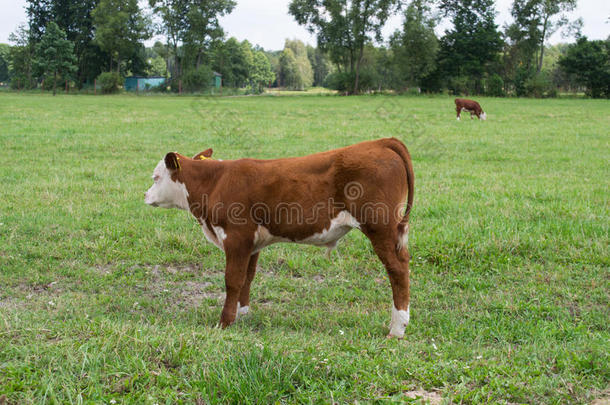 农业育种棕色的公牛小牛