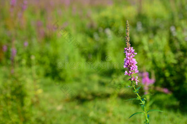 一种紫色松散植物的深粉红色花朵