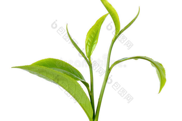 在白色背景上分离的绿茶叶子