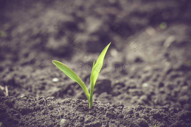 绿色玉米在黑色土壤中发芽