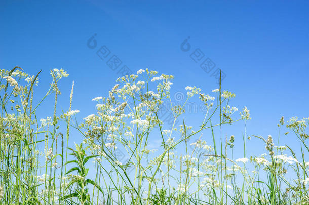 蓝天上的母牛欧芹野花