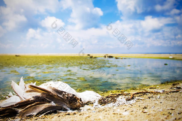 生态灾难，鸟类灭绝，石油泄漏，自然背景