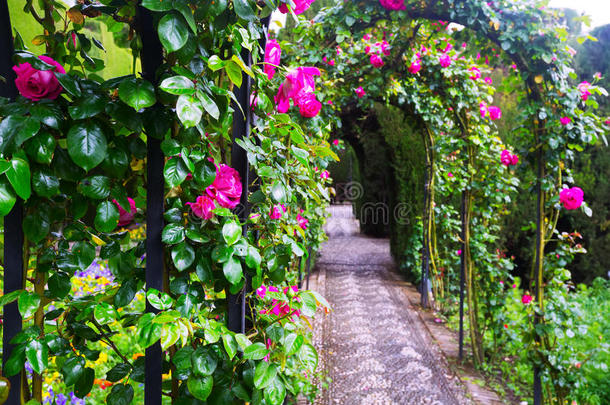 拱门与玫瑰在花园的一般生活。 <strong>格</strong>拉纳达